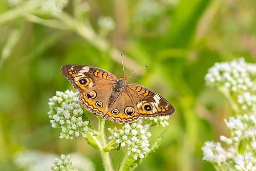 Common Buckeye (Junonia coenia) on Common Boneset (Eupatorium perfoliatum)-Marion County-Illinois Art Print by Richard and Susan Day